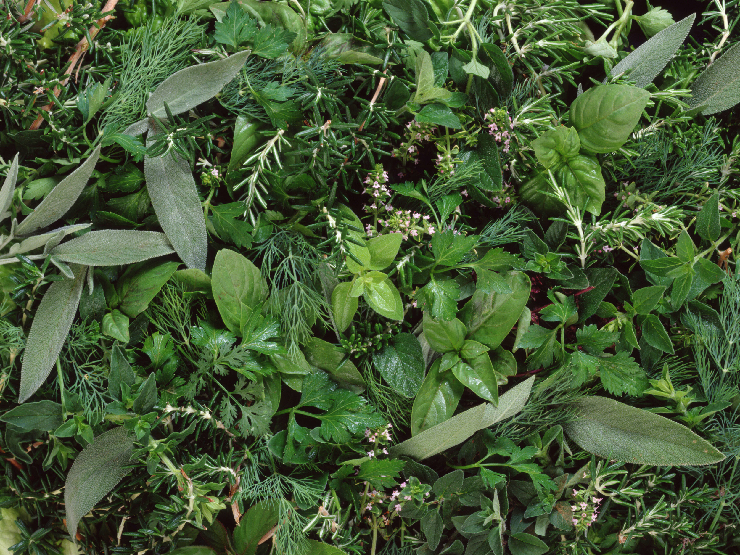 All About The Herbs In Our Herbal Lash Serum